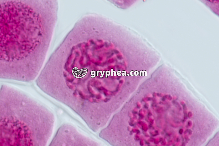 Mitose racine d'Ail PROPHASE x640 - gryphea.com